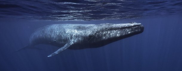 كم يبلغ وزن الحوت الازرق