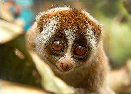 ماهو الحيوان الخجول