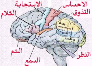 ما هو دور ساحات المخ