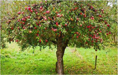 معلومات عن شجر التفاح