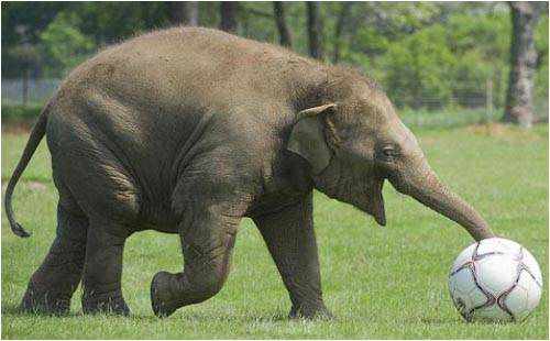 كيف يتكاثر الفيل