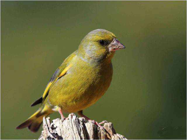 كيفية تربية طائر الخضري