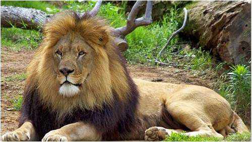 ما هو شكل الاسد