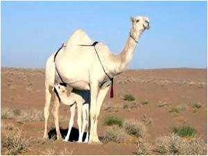 ما هو الحيوان الذي له 4 قوائم وسنام وليس جمل