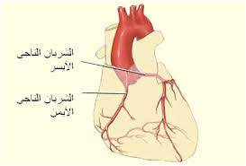 اين يقع الشريان التاجي