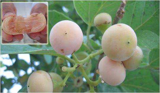 ما هي طريقة زراعة شجرة البمبر