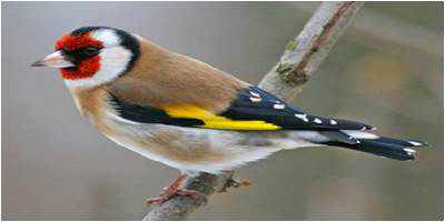 ما هو شكل طائر الصداح