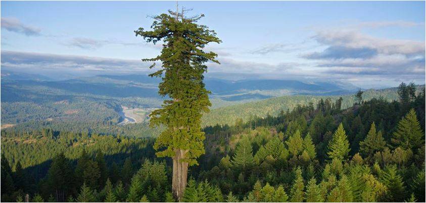 ما هو طول اطول شجرة في العالم
