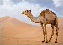 ما هو صوت الحيوان الذي اطلق عليه العرب اسم حائل