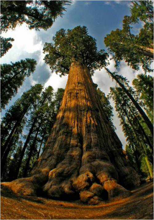 كم متر يبلغ ارتفاع شجرة الخشب الاحمر