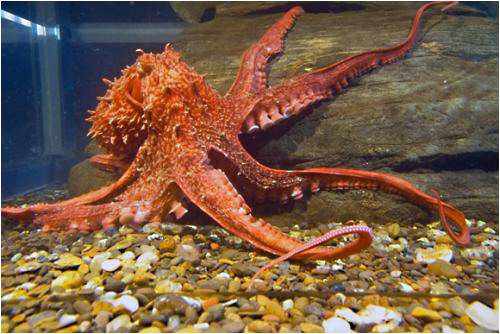 ما هو شكل الاخطبوط