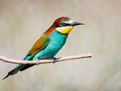 كيفية تربية طائر الوروار